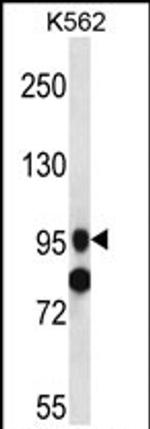 SIDT1 Antibody in Western Blot (WB)