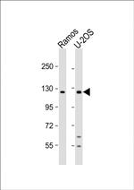 Ubinuclein 2 Polyclonal Antibody