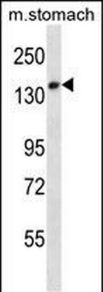 Ubinuclein 2 Antibody in Western Blot (WB)