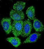 IMPDH1 Antibody in Immunocytochemistry (ICC/IF)