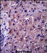 SGMS1 Antibody in Immunohistochemistry (IHC)