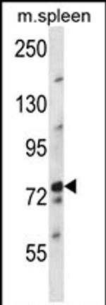 NUFIP2 Antibody in Western Blot (WB)