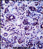 DHX32 Antibody in Immunohistochemistry (IHC)