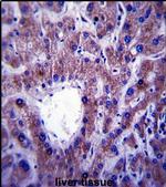 CNIH1 Antibody in Immunohistochemistry (IHC)