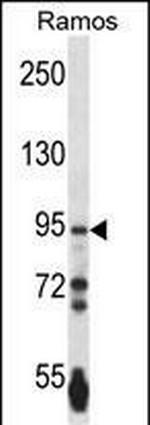 PCDHGA3 Antibody in Western Blot (WB)