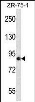 LRRN4 Antibody in Western Blot (WB)