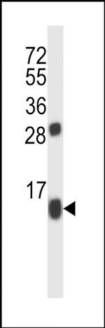 BRP44 Antibody in Western Blot (WB)