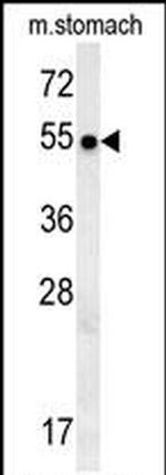 SPATA18 Antibody in Western Blot (WB)