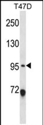 ANKS6 Antibody in Western Blot (WB)