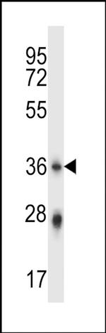 PLSCR4 Antibody in Western Blot (WB)