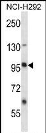 LRRC8B Antibody in Western Blot (WB)