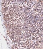 CD163L1 Polyclonal Antibody