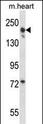 LRRC16B Polyclonal Antibody