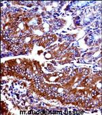 NPR1 Polyclonal Antibody