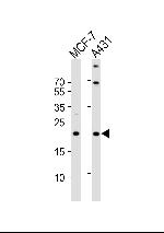 TIMM23 Polyclonal Antibody