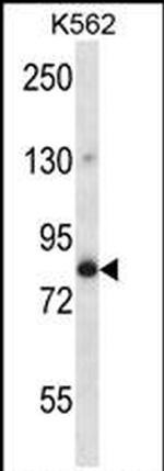 GOLGA5 Antibody in Western Blot (WB)