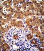 NRBP2 Polyclonal Antibody