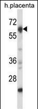 NRBP2 Antibody in Western Blot (WB)