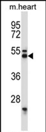 Synaptotagmin 7 Antibody in Western Blot (WB)
