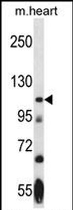 NEK9 Antibody in Western Blot (WB)