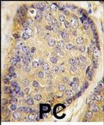 Latexin Antibody in Immunohistochemistry (IHC)