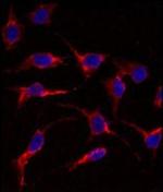 ERAS Antibody in Immunocytochemistry (ICC/IF)