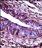 GRK3 Antibody in Immunohistochemistry (IHC)