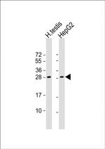 LIN28B Antibody in Western Blot (WB)