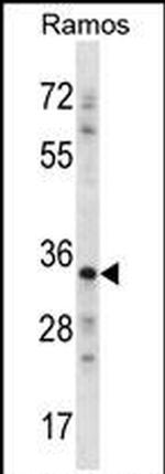 Necdin Antibody in Western Blot (WB)