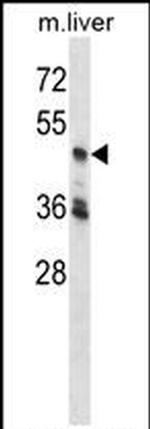 PCTAIRE3 Antibody in Western Blot (WB)