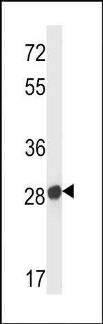 Olfr545 Antibody in Western Blot (WB)