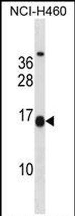 MSGN1 Antibody in Western Blot (WB)
