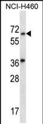 LINGO3 Antibody in Western Blot (WB)
