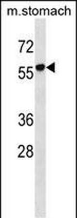 RUNDC1 Polyclonal Antibody