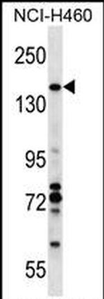 VCPIP1 Antibody in Western Blot (WB)