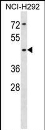 SIGLEC14 Antibody in Western Blot (WB)