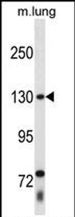 THRAP3 Antibody in Western Blot (WB)