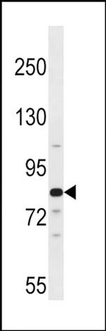 ARNT2 Antibody in Western Blot (WB)