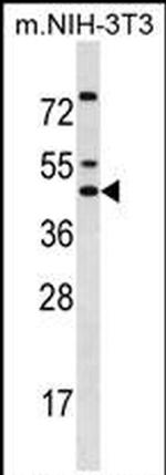 IRX5 Antibody in Western Blot (WB)