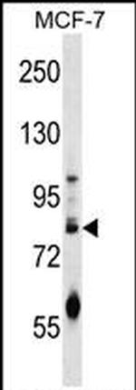 ACRC Antibody in Western Blot (WB)