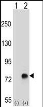 TGFBI Antibody in Western Blot (WB)