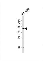 DRD2 Antibody in Western Blot (WB)
