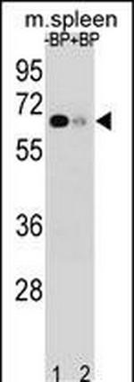 ASB3 Polyclonal Antibody