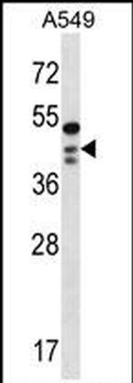 OBFC1 Antibody in Western Blot (WB)