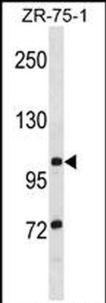 TTLL8 Antibody in Western Blot (WB)