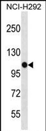 PBXIP1 Antibody in Western Blot (WB)