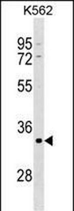 POU5F2 Antibody in Western Blot (WB)