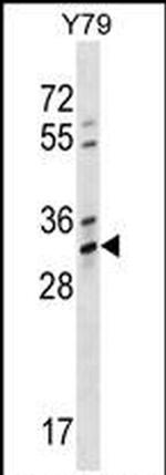 OR4K1 Antibody in Western Blot (WB)