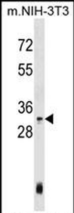 HOXC4 Antibody in Western Blot (WB)