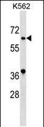 ASB10 Polyclonal Antibody